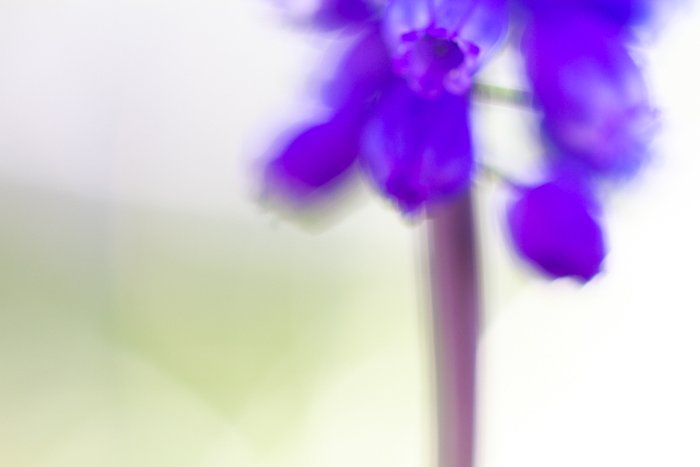 Blurry macro shot of the purple flower - macro photography examples