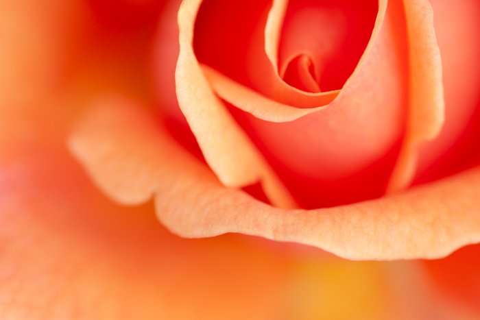 Макроснимок центра розы