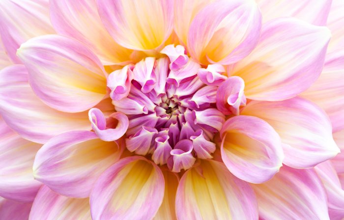 Резкий макроснимок розового и желтого цветка - примеры макросъемки