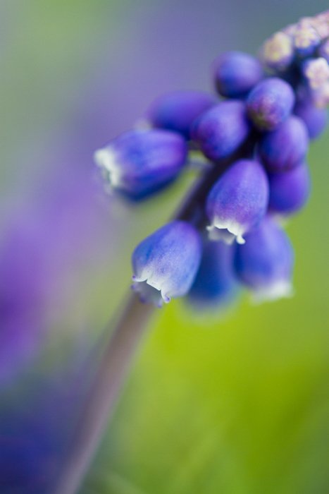 примеры макросъемки фиолетового цветка