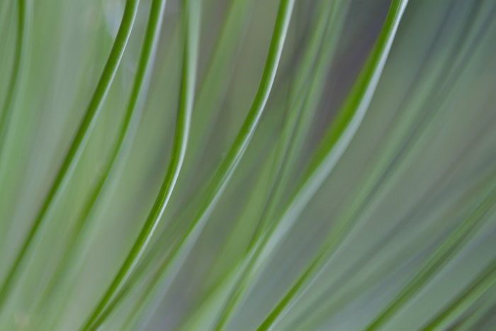 Макроснимок травы - примеры макросъемки