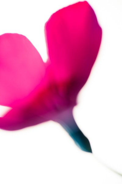 примеры макросъемки розового цветка
