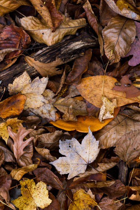 осенние листья на земле - примеры макросъемки