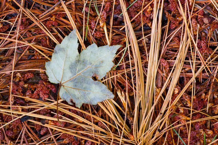пример макросъемки осенних листьев