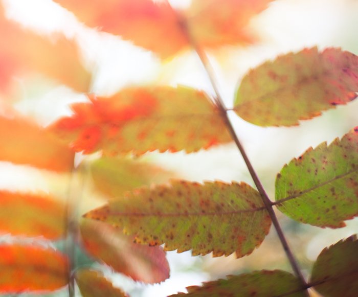 Макроснимок осенних листьев - примеры макросъемки
