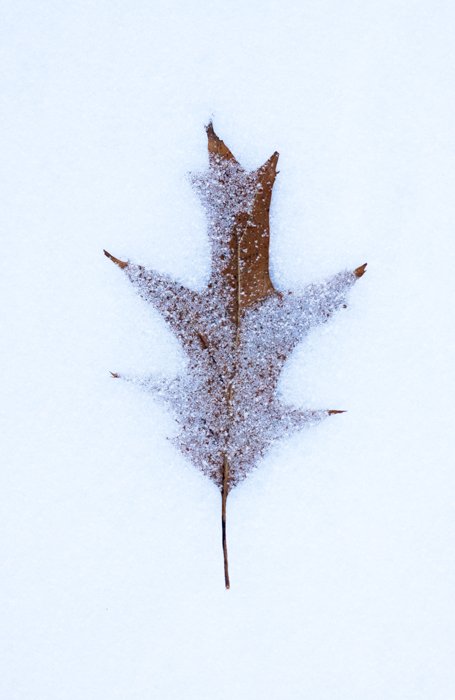 примеры макросъемки листьев, покрытых снегом