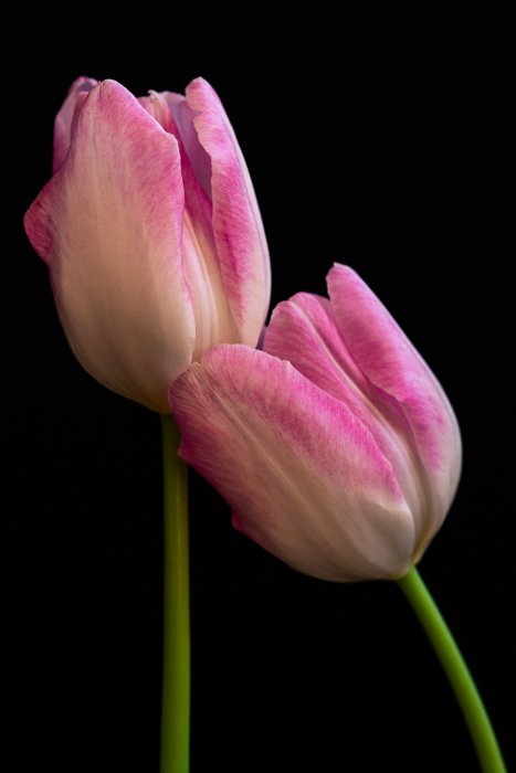 примеры макросъемки - тюльпан