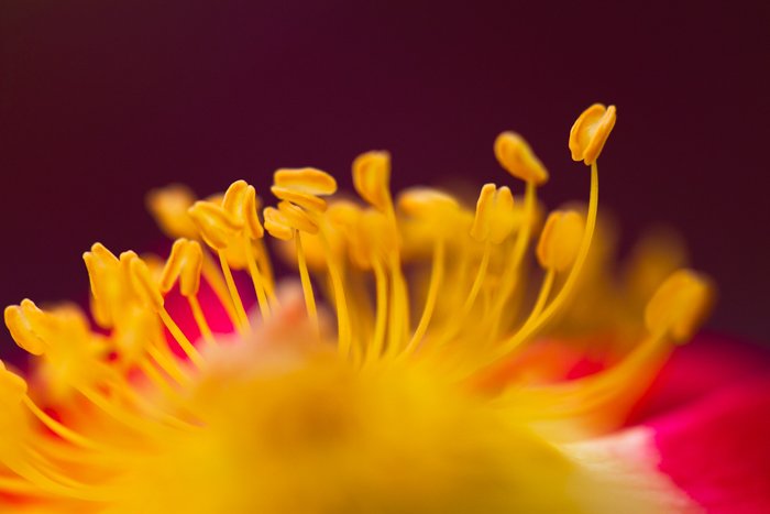 Макросъемка цветка - примеры макросъемки