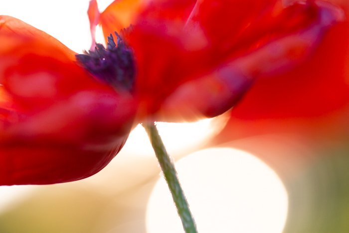 Макроснимок центра красного цветка