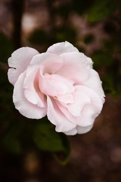 Крупный план нежно-розовой розы на мягком фоне - фото цветов для смартфона 