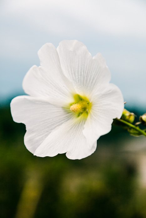 Крупный план белого цветка с мягким фоном - фотографии цветов для смартфона