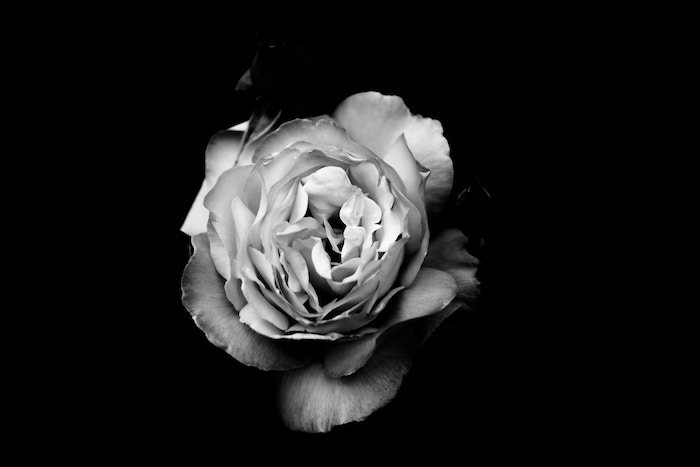 красивые черно-белые фотографии цветов