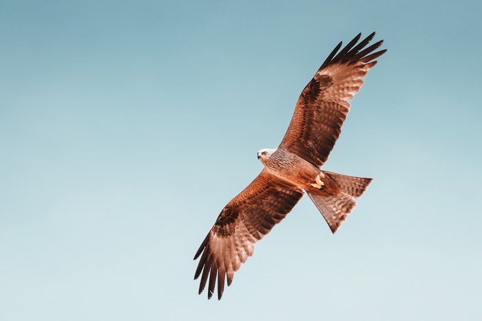 орел в полете - символизм в фотографии