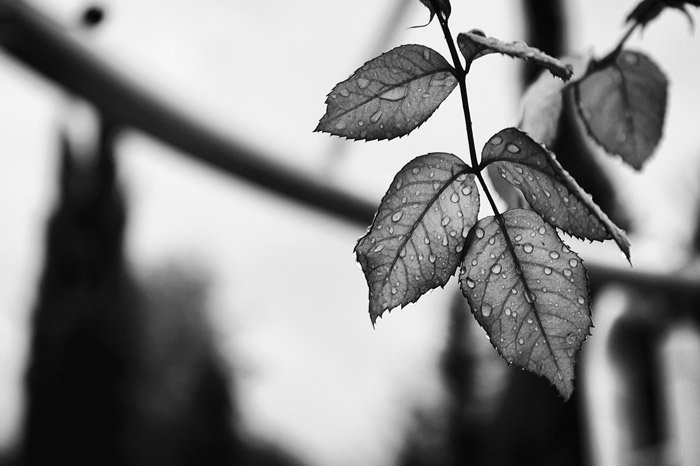 черно-белый снимок забрызганных дождем листьев - символизм в фотографии