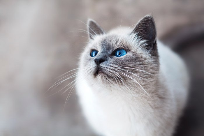 милый коричнево-белый кот - символизм в фотографии