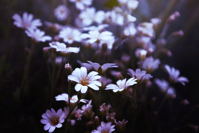 крупный план маленьких белых и сиреневых цветов - символизм в фотографии