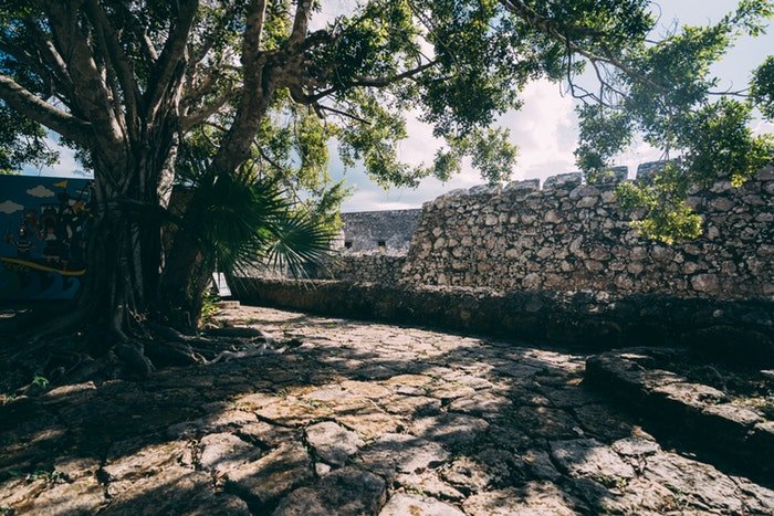 фотография дерева, отбрасывающего тень на каменную стену, использование динамического диапазона в фотографии