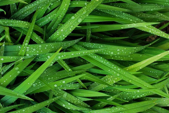 крупный план капель дождя на траве - символизм в фотографии