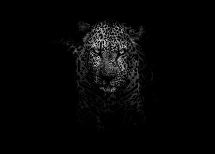 Драматический портрет ягуара в низком ключе - символизм в фотографии