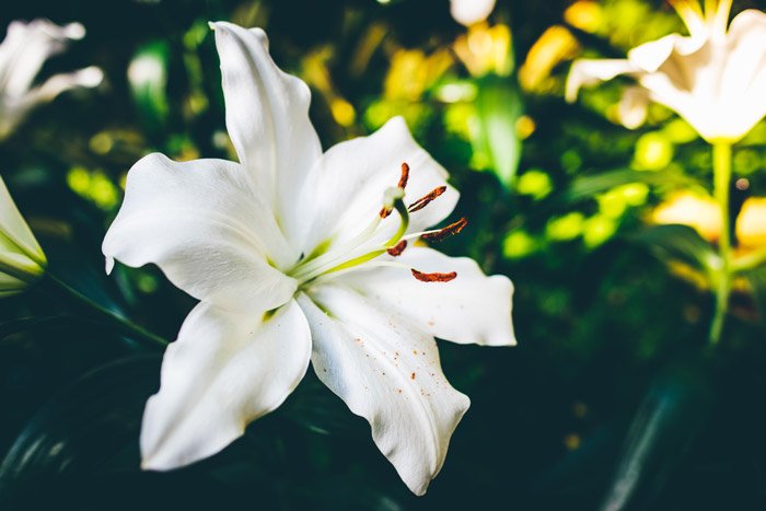 белая лилия, растущая на открытом воздухе - символизм в фотографии