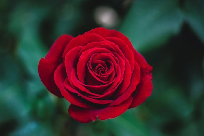 красная роза - символизм в фотографии