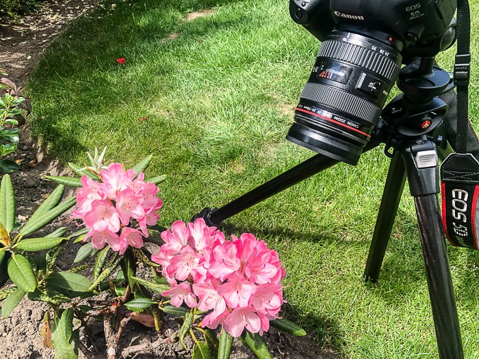 Canon DSLR, установленный на штативе, делает макроснимок розовых цветов