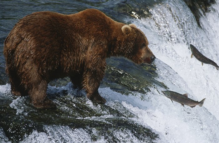 бурый медведь, стоящий на вершине водопада с выпрыгивающей из воды рыбой, застывший в действии