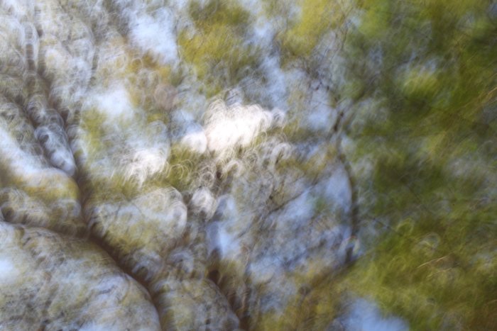 ветви и листья большого дерева, размытые намеренным движением камеры