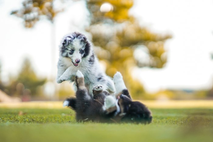 Фотография собак, играющих на поле