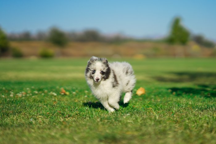 Фотография маленькой собаки, бегущей по полю