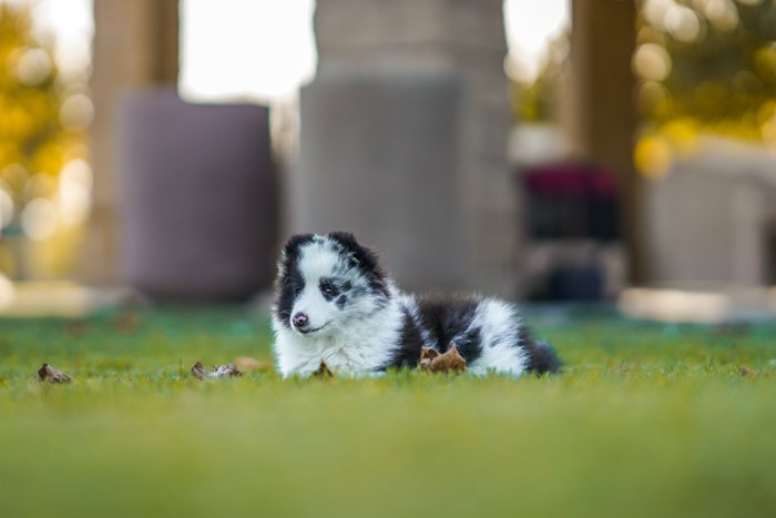 Фотография собаки, лежащей в траве на поле