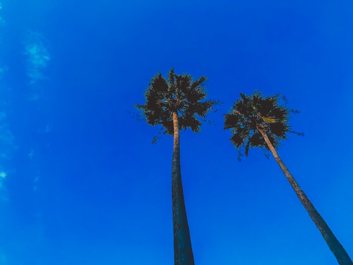 Фотография двух пальм, сделанная с нижнего ракурса