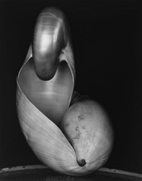 Портретная фотография раковины в черно-белом цвете