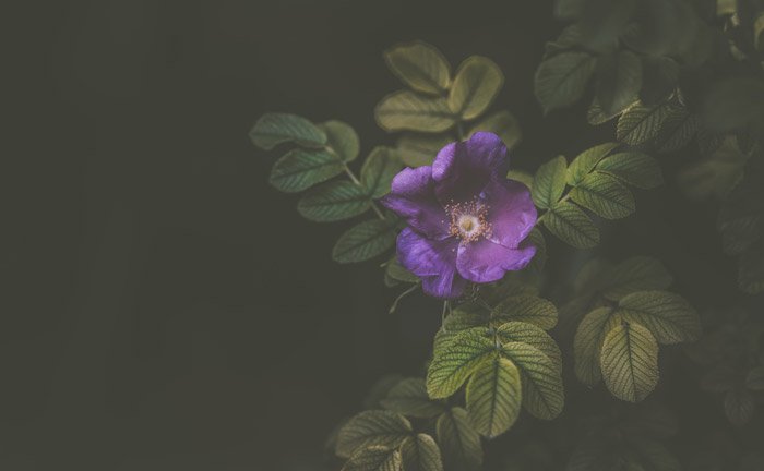 Фотография фиолетового цветка в пейзажном формате