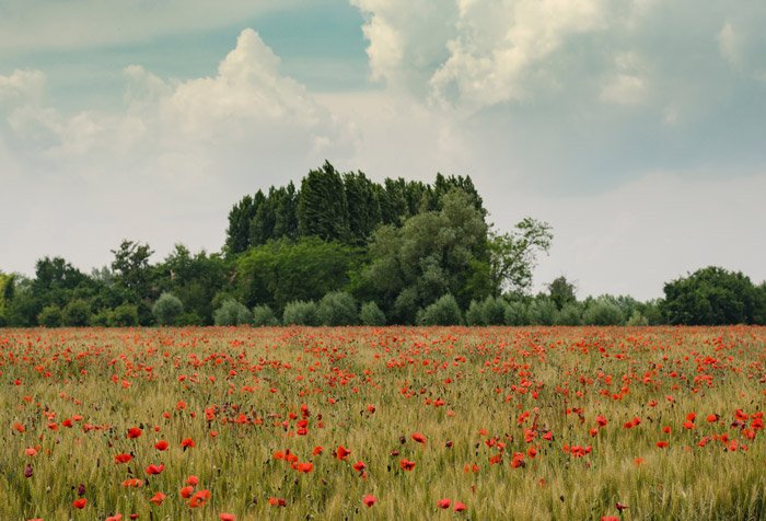 Пейзажная фотография поля, усеянного красными маками, с лесом на заднем плане