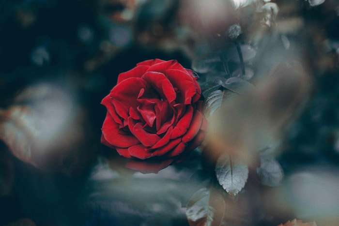 Фотография красной розы крупным планом с размытыми пятнами на переднем плане