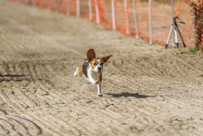 Фотография щенка, бегущего по грунтовой дороге