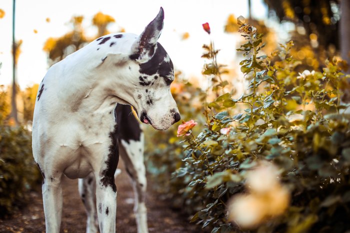 Фотография собаки, нюхающей цветок