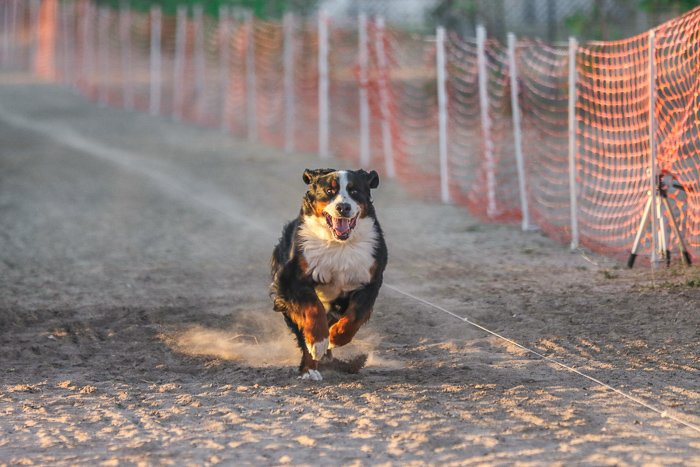 Фотография собаки, бегущей по грунтовой дороге