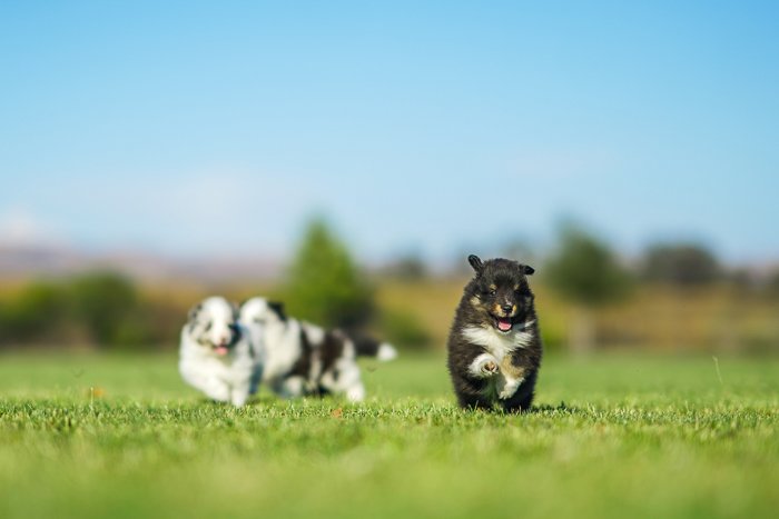 Фото маленьких щенков посреди поля