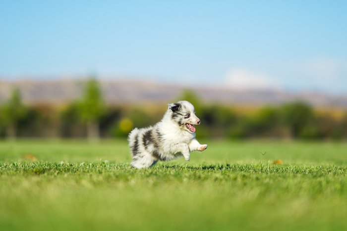 Фотография бегущего щенка посреди поля