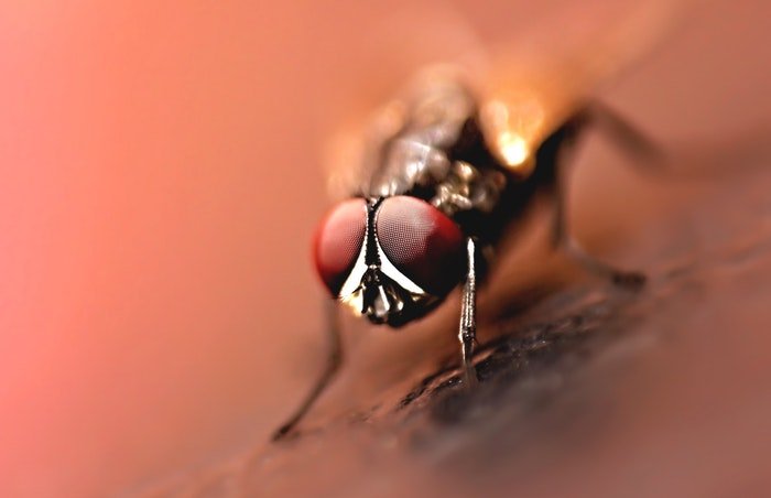 Макрофотография мухи