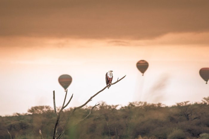 png файл Закатное изображение с хищной птицей на ветке и тремя воздушными шарами