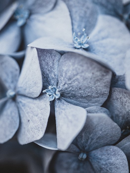 Макрофотография цветка в ненасыщенном синем цвете