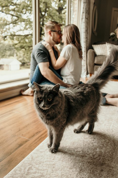 Пушистый серый кот на фоне целующейся пары