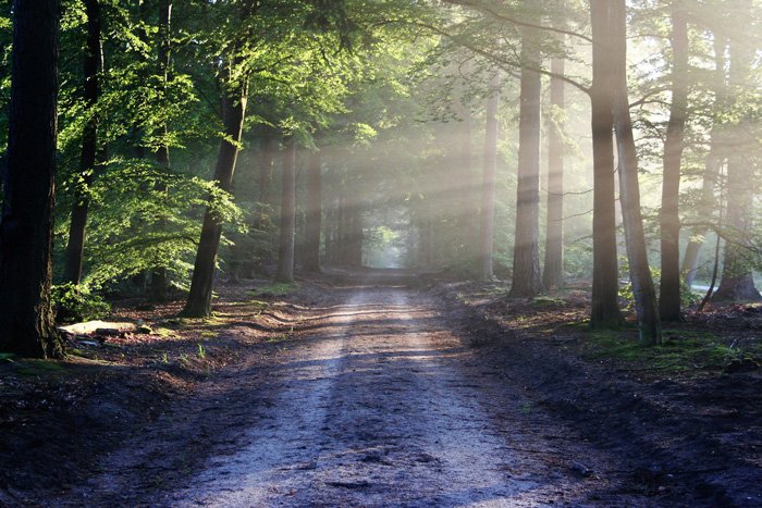 Фотография леса со светом, проникающим сквозь лес