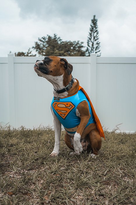Милая собака в костюме Супермена