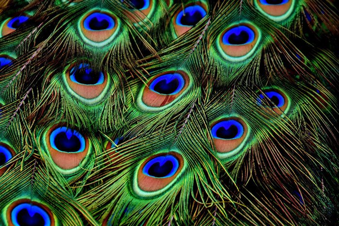 Фотография красочных перьев павлина
