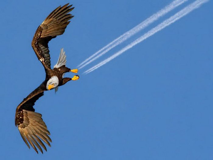 Perfectly timed photos of the eagle flying with airplanes trails from his feet