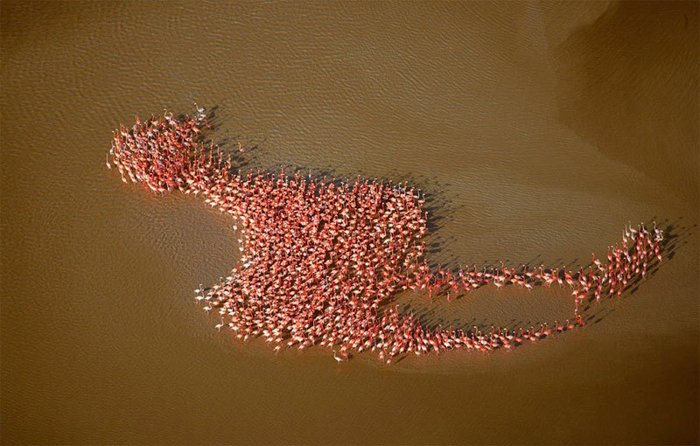 Фотография группы фламинго в форме фламинго